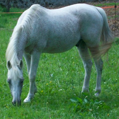 Nadir